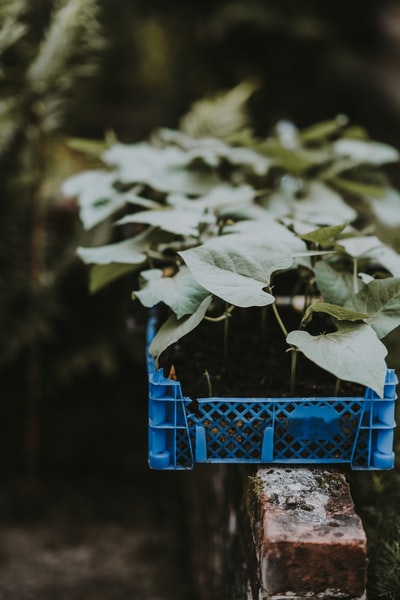 板条箱中的绿叶植物